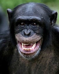 chimpanze.jpg