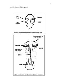 psilocmn (1)_65.jpg