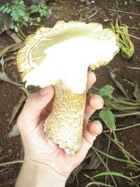 cogumelo.JPG