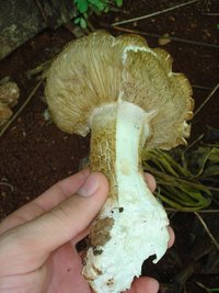 cogumelo (1).JPG