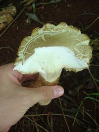 cogumelo (2).JPG