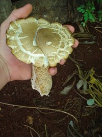 cogumelo (3).JPG