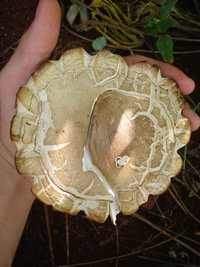 cogumelo (4).JPG
