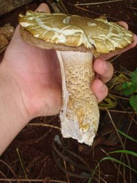 cogumelo (5).JPG