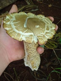 cogumelo (6).JPG