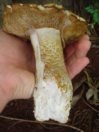 cogumelo (7).JPG