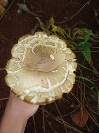 cogumelo (8).JPG