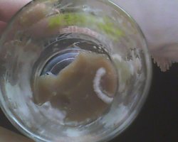 IMG0284A.jpg