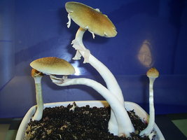 Alter do Chão-PA-Brazil 1.JPG