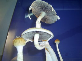 Alter do Chão-PA-Brazil 4.JPG