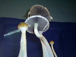 Alter do Chão-PA-Brazil 10.JPG