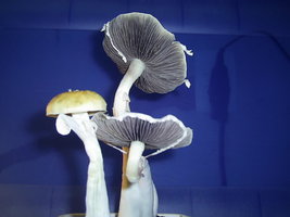 Alter do Chão-PA-Brazil 14.JPG