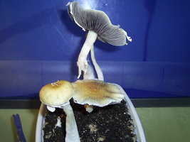 Alter do Chão-PA-Brazil 16.JPG