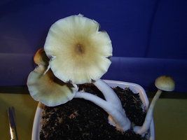 Alter do Chão-PA-Brazil 17.JPG