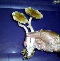 Alter do Chão-PA-Brazil 19.jpg