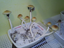 Corumba-MS-Brazil 16.JPG
