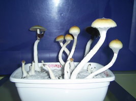Corumba-MS-Brazil 17.JPG