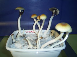 Corumba-MS-Brazil 19.JPG
