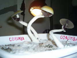 Corumba-MS-Brazil 21.JPG
