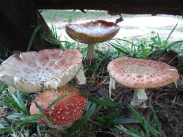 amanitas-muscaria1.jpg