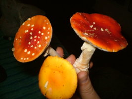 amanitas-muscaria2.jpg