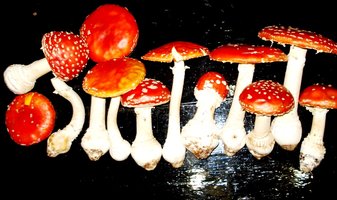 amanitas-muscaria3.jpg