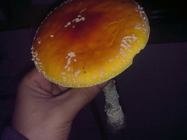 amanitas-muscaria6.jpg