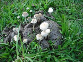 copelandia-cyanescens1.jpg