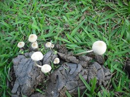 copelandia-cyanescens2.jpg