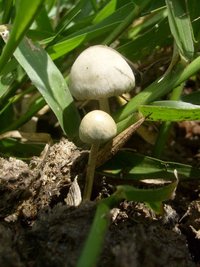 copelandia-cyanescens4.jpg