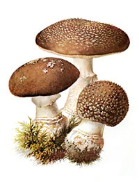 amanita-pantherina1.jpg