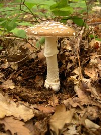 amanita-pantherina2.jpg