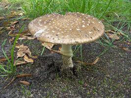 amanita-pantherina3.jpg