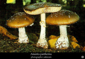 amanita-pantherina4.jpg