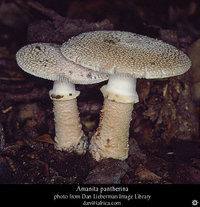 amanita-pantherina5.jpg