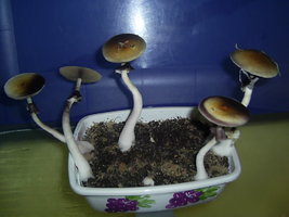 Corumba-MS-Brazil 23.JPG