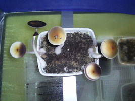 Corumba-MS-Brazil 28.JPG