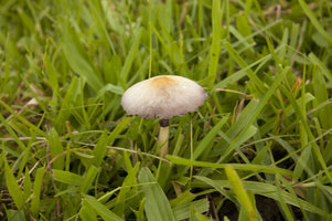 Solitario_01.jpg