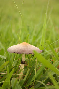 Solitario.jpg