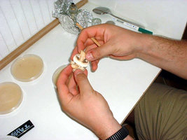 clonagem02.jpg