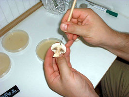 clonagem04.jpg