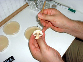 clonagem05.jpg