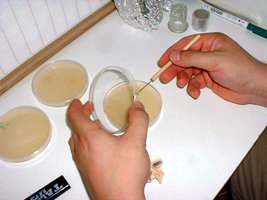 clonagem06.jpg