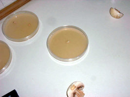 clonagem07.jpg
