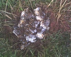 IMG0325A.jpg