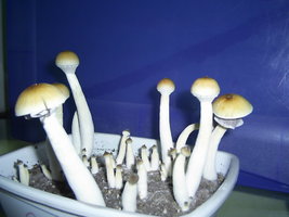 Campinas 3.JPG