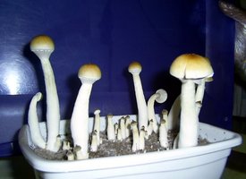 Campinas 4.jpg