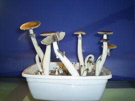 Campinas 7.JPG