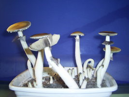 Campinas 8.JPG