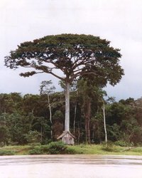 Samaúma #2.jpg